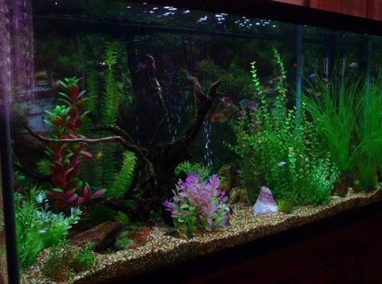 90 gallons freshwater fish tank (mostly fish and non-living decorations) - My tank before the addition of real plants as well 90 gallons freshwater fish tank (mostly fish and non-living decorations) - My tank before the addition of real plants as well