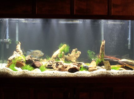220 gallons freshwater fish tank (mostly fish and non-living decorations) - Front1 220 gallons freshwater fish tank (mostly fish and non-living decorations) - Front1