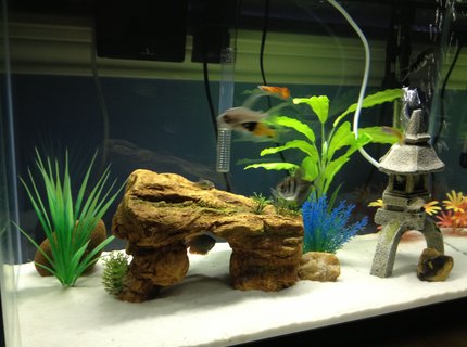 20 gallons freshwater fish tank (mostly fish and non-living decorations) - Taken from iphone 20 gallons freshwater fish tank (mostly fish and non-living decorations) - Taken from iphone