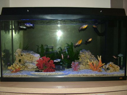 28 gallons freshwater fish tank (mostly fish and non-living decorations) - My 125l Juwel tank
The tube at the bottom is meant for
the rope fish but he is new to the
tank and hasn\'t ventured beyond the
plants yet, the clown loaches seem
to enjoy it though! 28 gallons freshwater fish tank (mostly fish and non-living decorations) - My 125l Juwel tank
The tube at the bottom is meant for
the rope fish but he is new to the
tank and hasn\'t ventured beyond the
plants yet, the clown loaches seem
to enjoy it though!