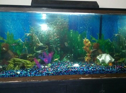 60 gallons freshwater fish tank (mostly fish and non-living decorations) - docile tank 60 gallons freshwater fish tank (mostly fish and non-living decorations) - docile tank