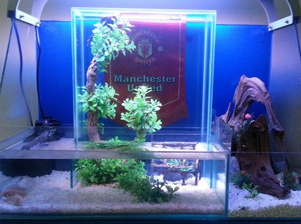 60 gallons freshwater fish tank (mostly fish and non-living decorations) - my beta fish upside down fish tank. 60 gallons freshwater fish tank (mostly fish and non-living decorations) - my beta fish upside down fish tank.