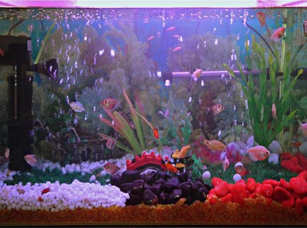 37 gallons freshwater fish tank (mostly fish and non-living decorations) - My First Fresh Water Aquarium(30 Gal) 37 gallons freshwater fish tank (mostly fish and non-living decorations) - My First Fresh Water Aquarium(30 Gal)