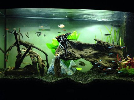 39 gallons freshwater fish tank (mostly fish and non-living decorations) - Angelfish and bogwood tank 39 gallons freshwater fish tank (mostly fish and non-living decorations) - Angelfish and bogwood tank