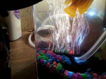 2 gallons freshwater fish tank (mostly fish and non-living decorations) - Bubbles and Blaze. RIP Blaze best fish that got along with bubbles. 2 gallons freshwater fish tank (mostly fish and non-living decorations) - Bubbles and Blaze. RIP Blaze best fish that got along with bubbles.