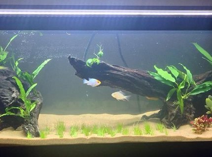 20 gallons freshwater fish tank (mostly fish and non-living decorations) - This is a new 20G long and it is a work in progress. This tank has co2, plant fertilizers, a canister filter, fuseray lighting, etc. 20 gallons freshwater fish tank (mostly fish and non-living decorations) - This is a new 20G long and it is a work in progress. This tank has co2, plant fertilizers, a canister filter, fuseray lighting, etc.