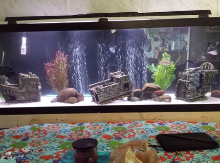 135 gallons freshwater fish tank (mostly fish and non-living decorations) - Hard to fit a tank 6 foot long in a good picture. Lol 135 gallons freshwater fish tank (mostly fish and non-living decorations) - Hard to fit a tank 6 foot long in a good picture. Lol