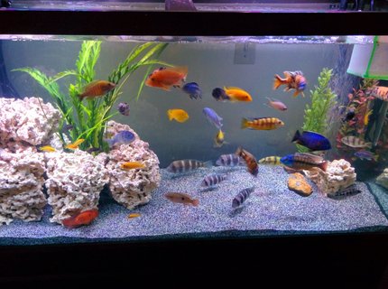 90 gallons freshwater fish tank (mostly fish and non-living decorations) - Waiting on new sand to settle. 90 gallons freshwater fish tank (mostly fish and non-living decorations) - Waiting on new sand to settle.