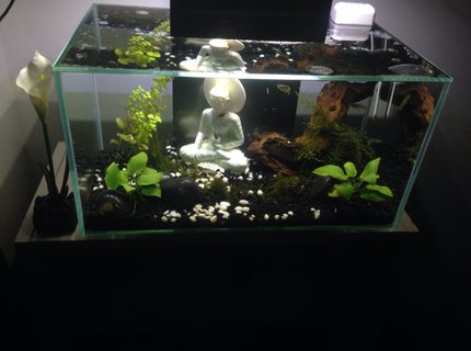 6 gallons freshwater fish tank (mostly fish and non-living decorations) - 6 gallon nano tank in progress. Only 3 months old. Advice is welcome ! 6 gallons freshwater fish tank (mostly fish and non-living decorations) - 6 gallon nano tank in progress. Only 3 months old. Advice is welcome !
