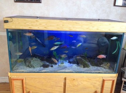 450 gallons freshwater fish tank (mostly fish and non-living decorations) - Mixed cichlid haps and Mbuna 450 gallons freshwater fish tank (mostly fish and non-living decorations) - Mixed cichlid haps and Mbuna