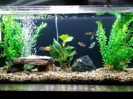 35 gallons freshwater fish tank (mostly fish and non-living decorations) - My tank! 35 gallons freshwater fish tank (mostly fish and non-living decorations) - My tank!