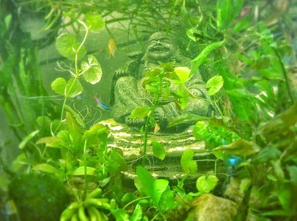 20 gallons freshwater fish tank (mostly fish and non-living decorations) - Moment of Zen-neons.... tetras 20 gallons freshwater fish tank (mostly fish and non-living decorations) - Moment of Zen-neons.... tetras