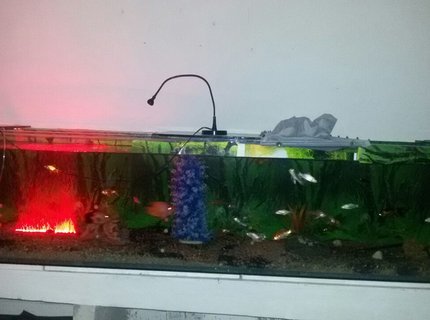 260 gallons freshwater fish tank (mostly fish and non-living decorations) - my large tank 260 gallons freshwater fish tank (mostly fish and non-living decorations) - my large tank