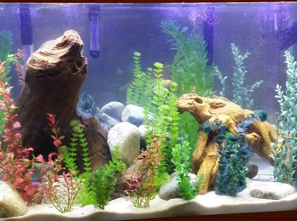 90 gallons freshwater fish tank (mostly fish and non-living decorations) - My tank 90 gallons freshwater fish tank (mostly fish and non-living decorations) - My tank