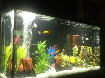 60 gallons freshwater fish tank (mostly fish and non-living decorations) - Marineland 60 gallon with Marineland 350 filter 60 gallons freshwater fish tank (mostly fish and non-living decorations) - Marineland 60 gallon with Marineland 350 filter