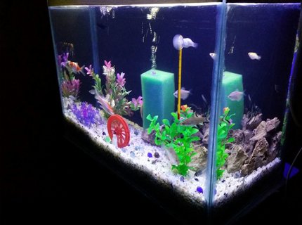 20 gallons freshwater fish tank (mostly fish and non-living decorations) - Freshwater Tank 20 gallons freshwater fish tank (mostly fish and non-living decorations) - Freshwater Tank
