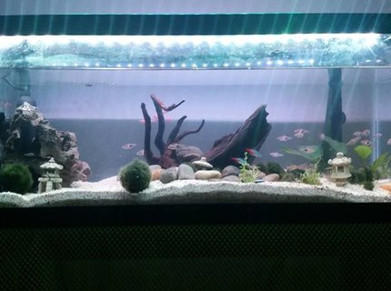 20 gallons freshwater fish tank (mostly fish and non-living decorations) - My New 20 gallon long tank set up. i tried to do a little aquascaping here. left a little cave and the rightt a open space for them to swim about. a couple of nanas including the big and small ones. a bunch of morimo moss balls. i decided to go against getting neon tetras since they die so easily and went with rasbora. glad i did. 20 gallons freshwater fish tank (mostly fish and non-living decorations) - My New 20 gallon long tank set up. i tried to do a little aquascaping here. left a little cave and the rightt a open space for them to swim about. a couple of nanas including the big and small ones. a bunch of morimo moss balls. i decided to go against getting neon tetras since they die so easily and went with rasbora. glad i did.