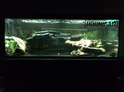 42 gallons freshwater fish tank (mostly fish and non-living decorations) - Zebra Pleco (L046) setup 42 gallons freshwater fish tank (mostly fish and non-living decorations) - Zebra Pleco (L046) setup