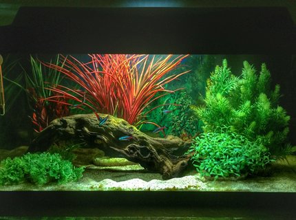 14 gallons freshwater fish tank (mostly fish and non-living decorations) - First tank. Set up for my boys, but I already have an unhealthy obsession.... 14 gallons freshwater fish tank (mostly fish and non-living decorations) - First tank. Set up for my boys, but I already have an unhealthy obsession....