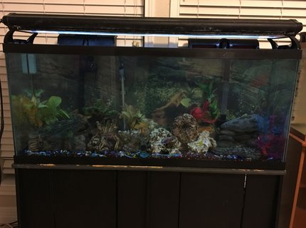 50 gallons freshwater fish tank (mostly fish and non-living decorations) - My Adult cichlid tank. 50 gallons freshwater fish tank (mostly fish and non-living decorations) - My Adult cichlid tank.