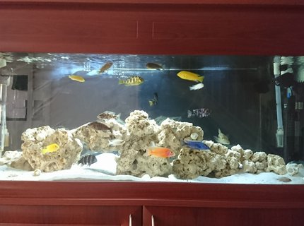 60 gallons freshwater fish tank (mostly fish and non-living decorations) - Mixed African Cichlids aquarium. Ocean rock and shells for decorations with white sand and a black background. 2x Fluval 306 filters + x2 wave makers and 2x heaters. 20 fish currently in the aquarium. 60 gallons freshwater fish tank (mostly fish and non-living decorations) - Mixed African Cichlids aquarium. Ocean rock and shells for decorations with white sand and a black background. 2x Fluval 306 filters + x2 wave makers and 2x heaters. 20 fish currently in the aquarium.