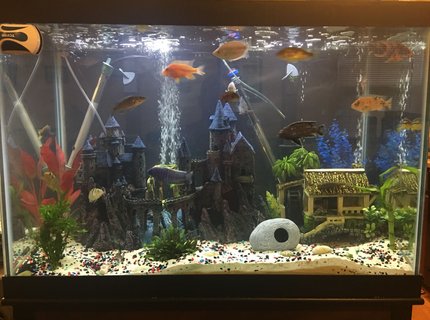65 gallons freshwater fish tank (mostly fish and non-living decorations) - 65 gallon African Cichlids 65 gallons freshwater fish tank (mostly fish and non-living decorations) - 65 gallon African Cichlids