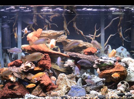 80 gallons freshwater fish tank (mostly fish and non-living decorations) - 80 gal malawi cichlids 80 gallons freshwater fish tank (mostly fish and non-living decorations) - 80 gal malawi cichlids