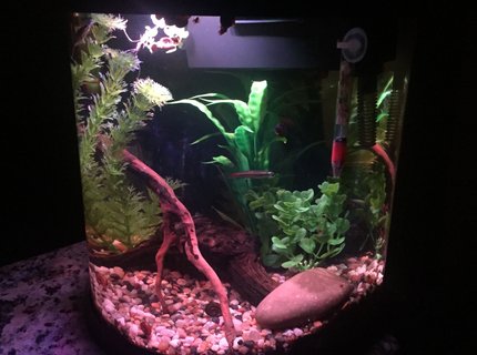 4 gallons freshwater fish tank (mostly fish and non-living decorations) - 3.5 freshwater Nano 4 gallons freshwater fish tank (mostly fish and non-living decorations) - 3.5 freshwater Nano