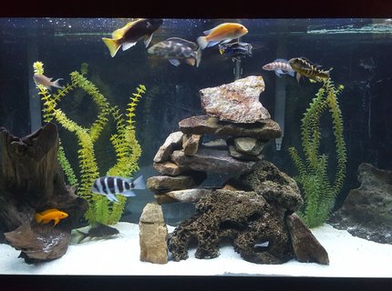90 gallons freshwater fish tank (mostly fish and non-living decorations) - African Cichlid Tank 90 gallons freshwater fish tank (mostly fish and non-living decorations) - African Cichlid Tank