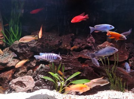 90 gallons freshwater fish tank (mostly fish and non-living decorations) - latest tank picture 90 gallons freshwater fish tank (mostly fish and non-living decorations) - latest tank picture