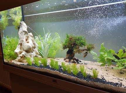 55 gallons freshwater fish tank (mostly fish and non-living decorations) - Working progress 55 gallons freshwater fish tank (mostly fish and non-living decorations) - Working progress