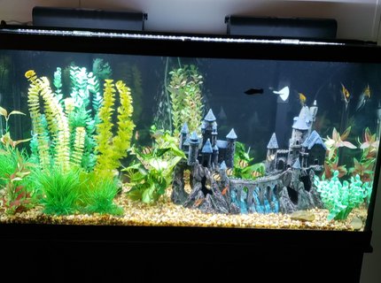 90 gallons freshwater fish tank (mostly fish and non-living decorations) - The Camelot 90 gallons freshwater fish tank (mostly fish and non-living decorations) - The Camelot