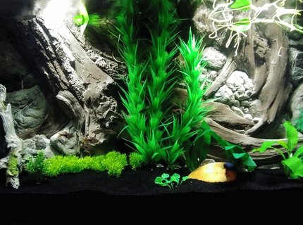 55 gallons freshwater fish tank (mostly fish and non-living decorations) - New 55g 55 gallons freshwater fish tank (mostly fish and non-living decorations) - New 55g