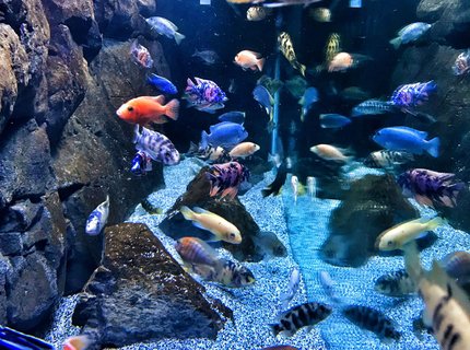 125 gallons freshwater fish tank (mostly fish and non-living decorations) - African cichlids 125 gallons freshwater fish tank (mostly fish and non-living decorations) - African cichlids