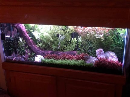 55 gallons freshwater fish tank (mostly fish and non-living decorations) - My 55 55 gallons freshwater fish tank (mostly fish and non-living decorations) - My 55