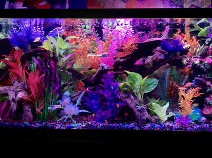 125 gallons freshwater fish tank (mostly fish and non-living decorations) - Front view tank 125 gallons freshwater fish tank (mostly fish and non-living decorations) - Front view tank