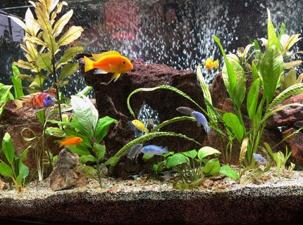72 gallons freshwater fish tank (mostly fish and non-living decorations) - This in my 72-gallon bow-front Lake Malawi African Cichlid aquarium. Re-planed every few months to offset what they eat and what can't survive the high pH. It's been up and running for about 2.5 years. Kept as a hobby. I hope you enjoy it. Have a great day! 72 gallons freshwater fish tank (mostly fish and non-living decorations) - This in my 72-gallon bow-front Lake Malawi African Cichlid aquarium. Re-planed every few months to offset what they eat and what can't survive the high pH. It's been up and running for about 2.5 years. Kept as a hobby. I hope you enjoy it. Have a great day!