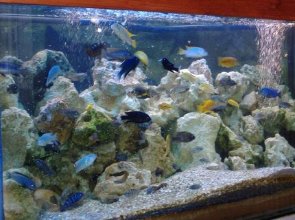 160 gallons freshwater fish tank (mostly fish and non-living decorations) - Feeding time in my Malawi tank 160 gallons freshwater fish tank (mostly fish and non-living decorations) - Feeding time in my Malawi tank