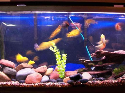55 gallons freshwater fish tank (mostly fish and non-living decorations) - African Cichlids, 55 gal, lake rock and if you look close enough there are babies 55 gallons freshwater fish tank (mostly fish and non-living decorations) - African Cichlids, 55 gal, lake rock and if you look close enough there are babies