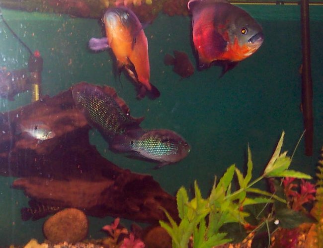 freshwater fish tank (mostly fish and non-living decorations) - 72L x 24W x 24H 180 GALLON with 2 oscars ,2 jack dempsies cichlids2 black belt cichlids 2 fire mouth cichlids 1 green ter cichlid 1 unknown cichlid 1 pleco 1apple snail and 1 beta (who has been in tank for a while) freshwater fish tank (mostly fish and non-living decorations) - 72L x 24W x 24H 180 GALLON with 2 oscars ,2 jack dempsies cichlids2 black belt cichlids 2 fire mouth cichlids 1 green ter cichlid 1 unknown cichlid 1 pleco 1apple snail and 1 beta (who has been in tank for a while)