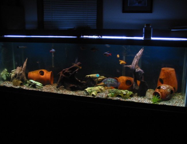 freshwater fish tank (mostly fish and non-living decorations) - I have added some malaysian driftwood This is one of my 11 tanks, it is a 125 gallon with 4 blue acaras which arespawning,a vampire pleco, leapord cactus pleco, 16 inch common pleco, 4 mystus catfish, 2 bambi catfish, 4 bullseye catfish, gold barbs, columbian tetras, pearl danios and black widow tetras. If anyone has suggestions on how to make it better I am up for suggestions though I am pretty with how it turned out.I only have a few live plants as they are uprooted in seconds.Thanks freshwater fish tank (mostly fish and non-living decorations) - I have added some malaysian driftwood This is one of my 11 tanks, it is a 125 gallon with 4 blue acaras which arespawning,a vampire pleco, leapord cactus pleco, 16 inch common pleco, 4 mystus catfish, 2 bambi catfish, 4 bullseye catfish, gold barbs, columbian tetras, pearl danios and black widow tetras. If anyone has suggestions on how to make it better I am up for suggestions though I am pretty with how it turned out.I only have a few live plants as they are uprooted in seconds.Thanks