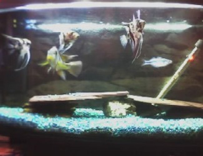 3 gallons freshwater fish tank (mostly fish and non-living decorations) - 3FT FISH TANK WILL WELCOME ADVICE ON BETERING MY TANK MORE PHOTOS FROM MY OTHER TANKS SOON. 3 gallons freshwater fish tank (mostly fish and non-living decorations) - 3FT FISH TANK WILL WELCOME ADVICE ON BETERING MY TANK MORE PHOTOS FROM MY OTHER TANKS SOON.