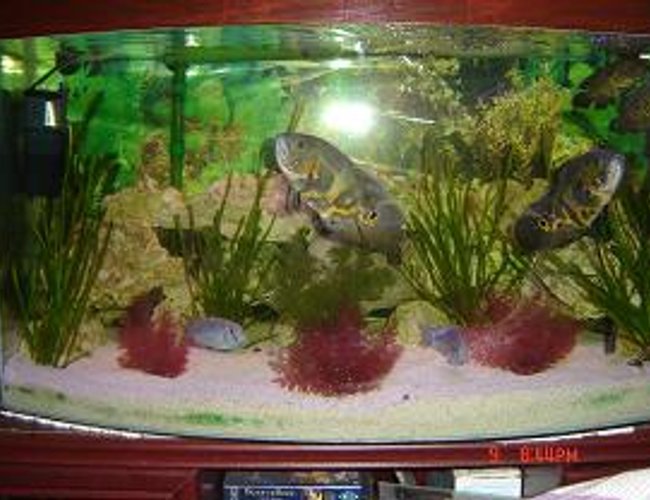 309 gallons freshwater fish tank (mostly fish and non-living decorations) - its a 309 gall bowfront tank 309 gallons freshwater fish tank (mostly fish and non-living decorations) - its a 309 gall bowfront tank