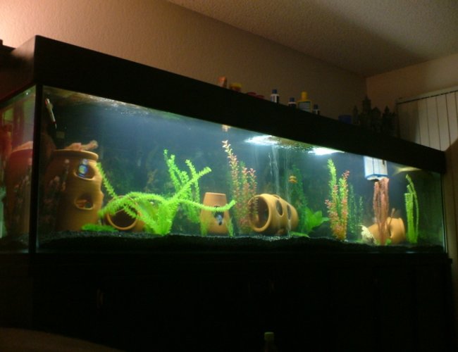 360 gallons freshwater fish tank (mostly fish and non-living decorations) - My 360 Gallon freshwater all glass aqaurium.
FISH: 2 Oscars, 3 Texas Cichlids, 1 Electric Blue Jack Dempsy, 2 Sevrums,3 plecos, 2 eclipse catfish, 2 koi, 1 green sunfish, & about 1000 baby Texas about every couple months or so
filter:Jacuzzi 16" Sand Filter System w/ 1hp pump(1600gph), 2 fluval 404's & 10' undergravel filter w/ 3 1200gph power heads. 360 gallons freshwater fish tank (mostly fish and non-living decorations) - My 360 Gallon freshwater all glass aqaurium.
FISH: 2 Oscars, 3 Texas Cichlids, 1 Electric Blue Jack Dempsy, 2 Sevrums,3 plecos, 2 eclipse catfish, 2 koi, 1 green sunfish, & about 1000 baby Texas about every couple months or so
filter:Jacuzzi 16" Sand Filter System w/ 1hp pump(1600gph), 2 fluval 404's & 10' undergravel filter w/ 3 1200gph power heads.
