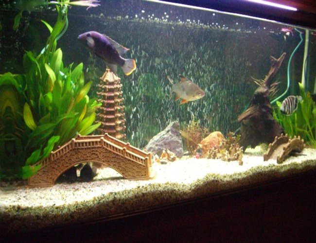 54 gallons freshwater fish tank (mostly fish and non-living decorations) - little tank in big china!!!!!!!!! 54 gallons freshwater fish tank (mostly fish and non-living decorations) - little tank in big china!!!!!!!!!