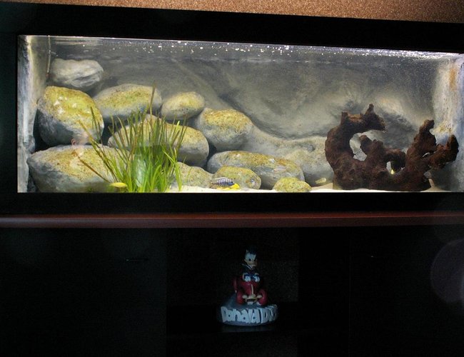 132 gallons freshwater fish tank (mostly fish and non-living decorations) - Overview, the tank has just recently been started on september 25th. It now contains 18 juvenile fish. The aquarium stands on 2 cubes these are linked by a shelf. These parts are all black. The shelf on which the tank is resting is brown and curved at the front side. 132 gallons freshwater fish tank (mostly fish and non-living decorations) - Overview, the tank has just recently been started on september 25th. It now contains 18 juvenile fish. The aquarium stands on 2 cubes these are linked by a shelf. These parts are all black. The shelf on which the tank is resting is brown and curved at the front side.