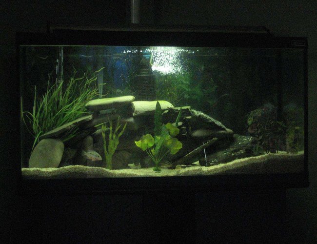 32 gallons freshwater fish tank (mostly fish and non-living decorations) - mixed cichlids 32 gallons freshwater fish tank (mostly fish and non-living decorations) - mixed cichlids