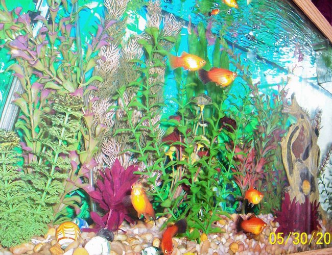 80 gallons freshwater fish tank (mostly fish and non-living decorations) - My 30 gallon tropical community tank. 80 gallons freshwater fish tank (mostly fish and non-living decorations) - My 30 gallon tropical community tank.