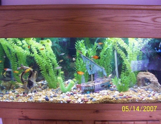 80 gallons freshwater fish tank (mostly fish and non-living decorations) - My 80 gallon. 80 gallons freshwater fish tank (mostly fish and non-living decorations) - My 80 gallon.