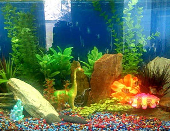 72 gallons freshwater fish tank (mostly fish and non-living decorations) - So this is our first tank... My kids and my wife all sat down and decided that we would go down the 'Land of the Lost' path, complete with glowy crystals and some tropical-looking plants.
My friends Mark and Bri helped us set it up... Mark brought over some rocks and some extra plants he had... and a quick trip to Amazonia, Rivers and Reefs, and Aquatek (all here in Austin) rounded out the rest of the landscape. Our daughter (whose name is Pearl) picked out the the 'talking' clamshell with a pearl inside.
Mark is a talented landscape designer by trade, and my wife Carrie also is a garden designer.. so between the two of them, plus Bri's passion for fish (and the kid's keen eye for good dinosaurs), we think it turned out well enough to show.. what do you think?
We just got started, so there are only 7 fish in the tank... it's kind of nice because it seems like they're able to roam free and be happy.. we might go for only a few more.. to keep it feeling open.... but who knows? (I hear it's a sickness.) 72 gallons freshwater fish tank (mostly fish and non-living decorations) - So this is our first tank... My kids and my wife all sat down and decided that we would go down the 'Land of the Lost' path, complete with glowy crystals and some tropical-looking plants.
My friends Mark and Bri helped us set it up... Mark brought over some rocks and some extra plants he had... and a quick trip to Amazonia, Rivers and Reefs, and Aquatek (all here in Austin) rounded out the rest of the landscape. Our daughter (whose name is Pearl) picked out the the 'talking' clamshell with a pearl inside.
Mark is a talented landscape designer by trade, and my wife Carrie also is a garden designer.. so between the two of them, plus Bri's passion for fish (and the kid's keen eye for good dinosaurs), we think it turned out well enough to show.. what do you think?
We just got started, so there are only 7 fish in the tank... it's kind of nice because it seems like they're able to roam free and be happy.. we might go for only a few more.. to keep it feeling open.... but who knows? (I hear it's a sickness.)